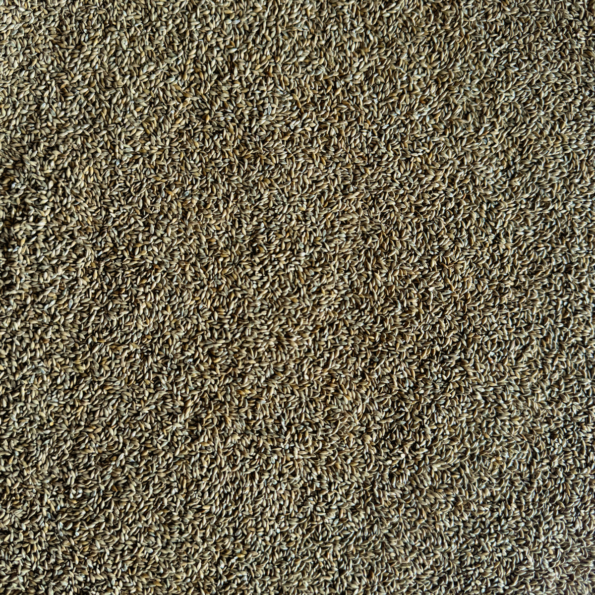 SwitchGrass