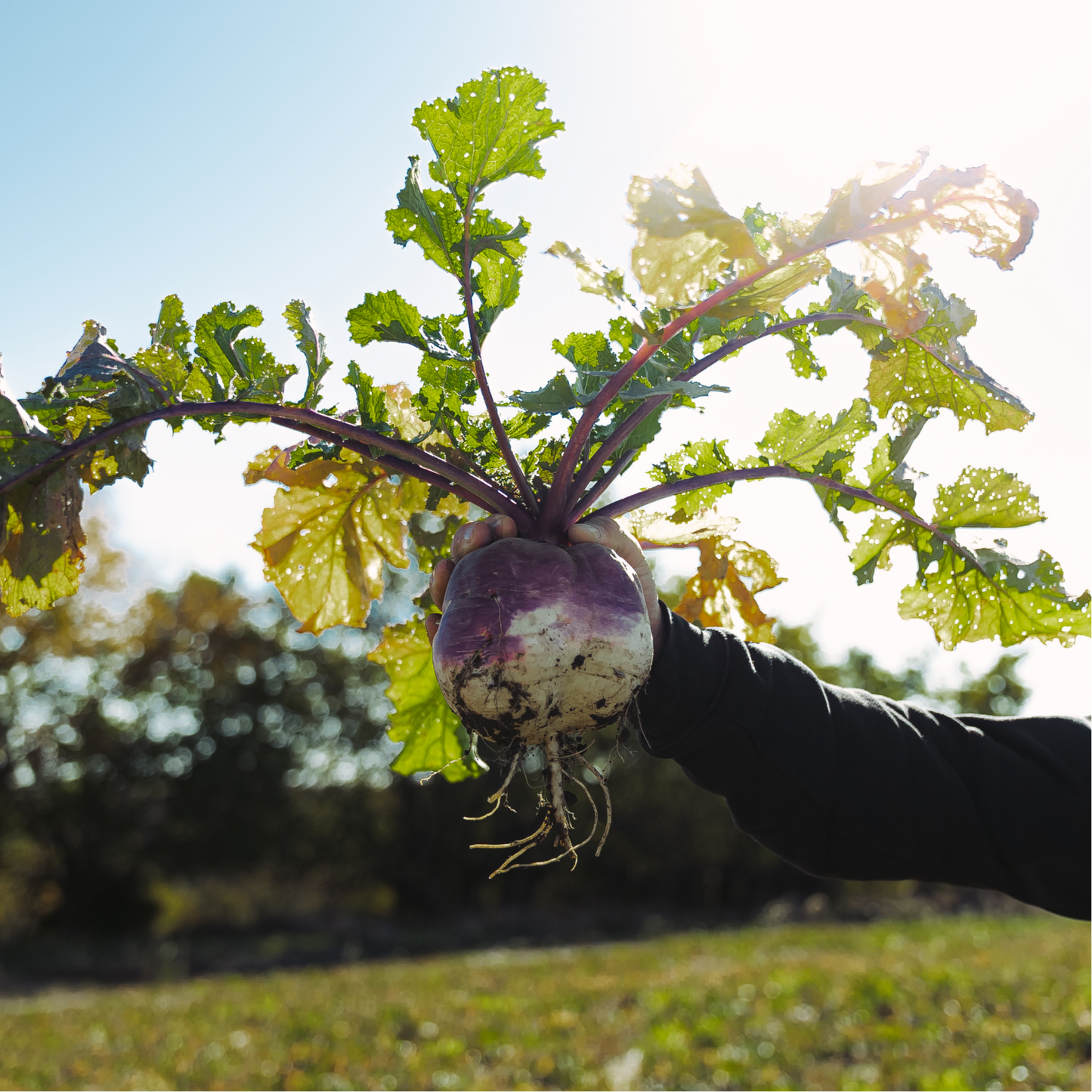 Turnips